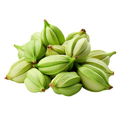 Fresh green cocoa pods. Organic cocoa beans. Natural cocoa. Cocoa fruit.