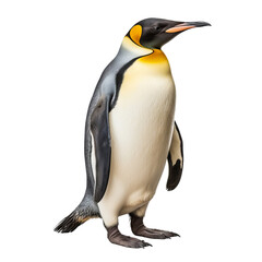 King penguin isolated on transparent background