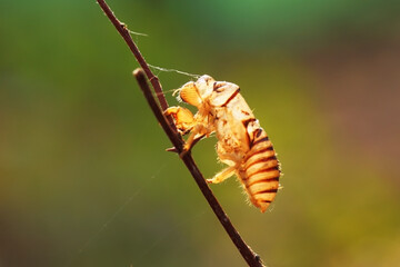 Shell left after a cicada nymph molts into an adult