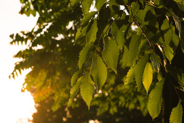 green maple leaves