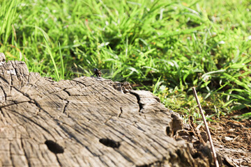 Dragonfly on a stump