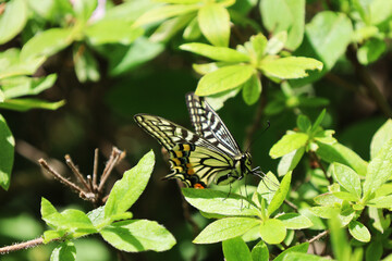 butterfly on leaf