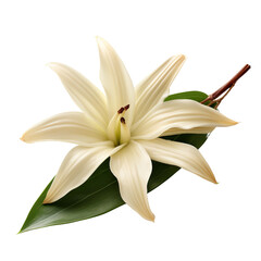 White lily flower with green leaf, isolated on transparent background.