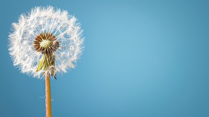  A dandelion drifts in the wind against a backdrop of azure sky