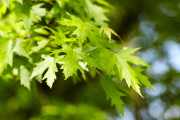 Green leaves background. Selective and soft focus. Copy space.
