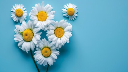 Obraz premium A blue backdrop features a collection of white and yellow daisies, with ample room above for text or an accompanying image