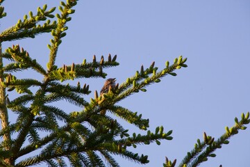 bird in a pine tree