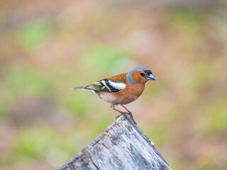 Common chaffinch, Fringilla coelebs, sits on a tree. Common chaffinch in wildlife.