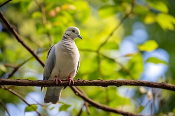 Peaceful dove perched on branch