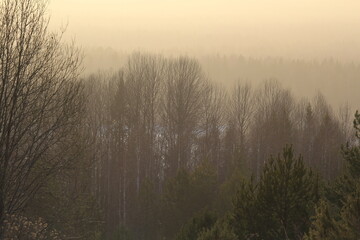 misty morning in the forest