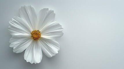 Obraz premium A close-up of a white flower with a yellow center