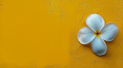   A white bloom atop a yellow wall, adjacent a white vase filled with a single white flower