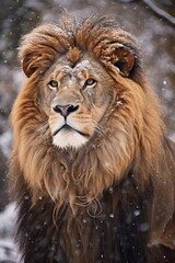 Fototapeta premium Majestic lion in snowy winter landscape
