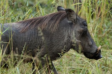 Common Warthog (Phacochoerus africanus). South Luangwa National Park. Zambia. Africa.
