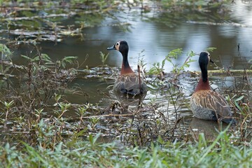 White-faced whistling duck (Dendrocygna viduata). South Luangwa National Park. Zambia. Africa.