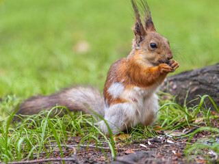 Close-up Portrait of Squirrel. Squirrel eats a nut while sitting in green grass.