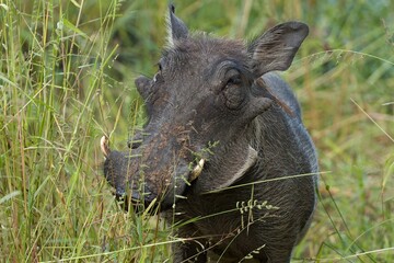 Common Warthog (Phacochoerus africanus). South Luangwa National Park. Zambia. Africa.