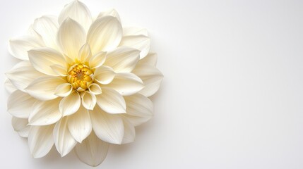   A large white flower with a yellow center on a white background The flower's center is distinctively yellow