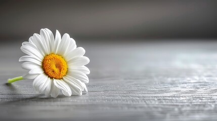   A white bloom with a yellow core sits on a pristine wooden table Nearby, a monochrome photograph features a solitary flower - black and white