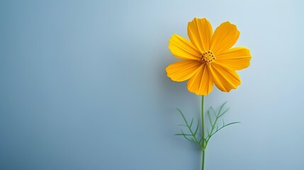   A tight shot of a yellow bloom against a blue backdrop, ideal for superimposing text or another graphic element - obrazy, fototapety, plakaty