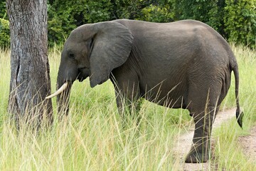 African Elephant (Loxodonta africana) in South Luangwa National Park. Zambia. Africa.