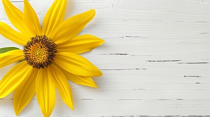   A yellow sunflower atop green leaves against a white-painted wood plank backdrop – text space available