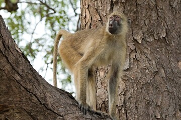 Chacma Baboon (Papio ursinus). South Luangwa National Park. Zambia. Africa.