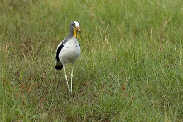 White-crowned Lapwing (Vanellus albiceps). South Luangwa National Park. Zambia. Africa.