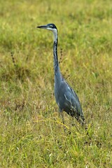 Black-Headed Heron (Ardea melanocephala) in South Luangwa National Park. Zambia. Africa.