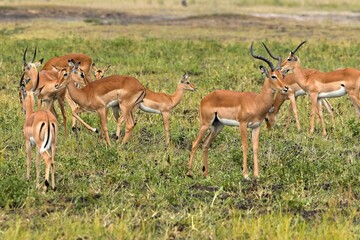 Naklejka na ściany i meble Impala (Aepyceros melampus) in South Luangwa National Park. Zambia. Africa.