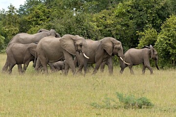 Fototapeta premium African Elephant (Loxodonta africana) in South Luangwa National Park. Zambia. Africa.