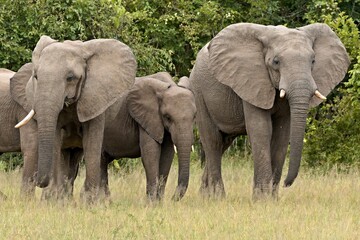 African Elephant (Loxodonta africana) in South Luangwa National Park. Zambia. Africa.
