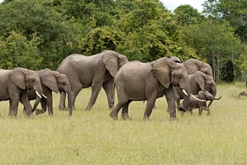 View of a herd of African elephants (Loxodonta africana) in South Luangwa National Park. Zambia. Africa.