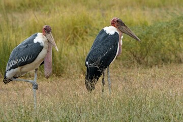 Marabou Stork (Leptoptilos crumeniferus). South Luangwa National Park. Zambia. Africa.