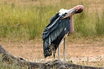 Marabou Stork (Leptoptilos crumeniferus) in South Luangwa National Park. Zambia. Africa.
