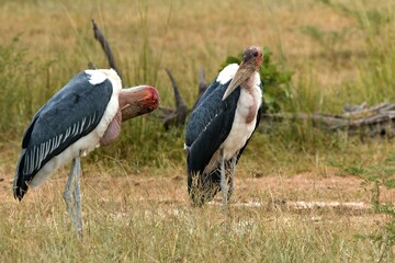 Marabou Stork (Leptoptilos crumeniferus) in South Luangwa National Park. Zambia. Africa.