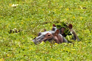 Hippo (Hippopotamus amphibius) in South Luangwa National Park. Zambia.Africa.