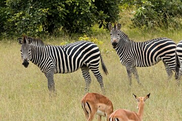 Crawshay's Zebra (Equus quagga crawshayi). South Luangwa National Park. Zambia. Africa.