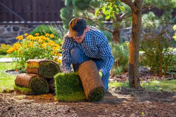 Landscape Gardener Laying Turf For New Lawn in the garden
