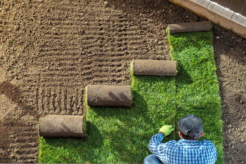 Natural Grass Turf Professional Installer. Gardener Installing Natural Grass Turfs Creating Beautiful Lawn Field.