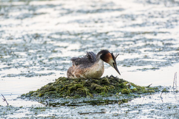 Great Crested Grebe, Podiceps cristatus, water bird sitting on the nest, nesting time on the green lake