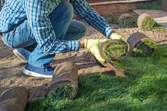 Gardener applying turf rolls in the backyard