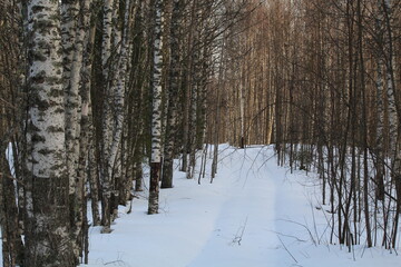 abandoned roads in birch forests on a sunny March morning