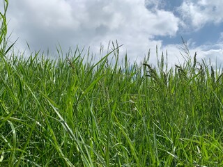 Obraz premium grass and sky