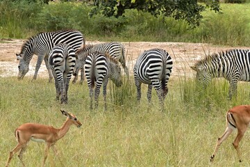 Crawshay's Zebra (Equus quagga crawshayi). South Luangwa National Park. Zambia. Africa.