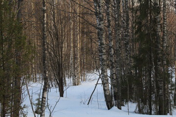 Fototapeta premium forest in winter