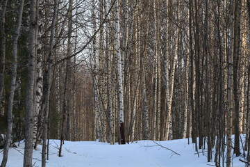 Birch grove in early March