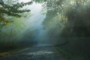 Tyndall effect road in Jingmai Mountain early morning clouds and fog