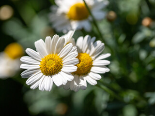 Fototapeta premium Close-up of wild daisy flowers (Leucanthemum vulgare), white chamomiles on green blurred background.