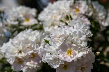Close-up of white roses in full bloom